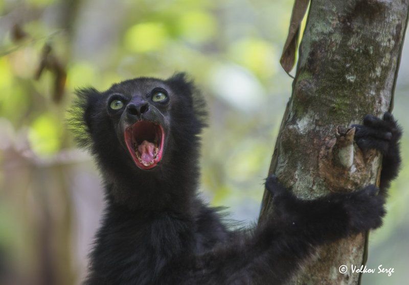 мадагаскар, лемуры, индри, wildlife,фотоохота, дикая природа, дикие животные, indri indri, Ща спою! фото превью