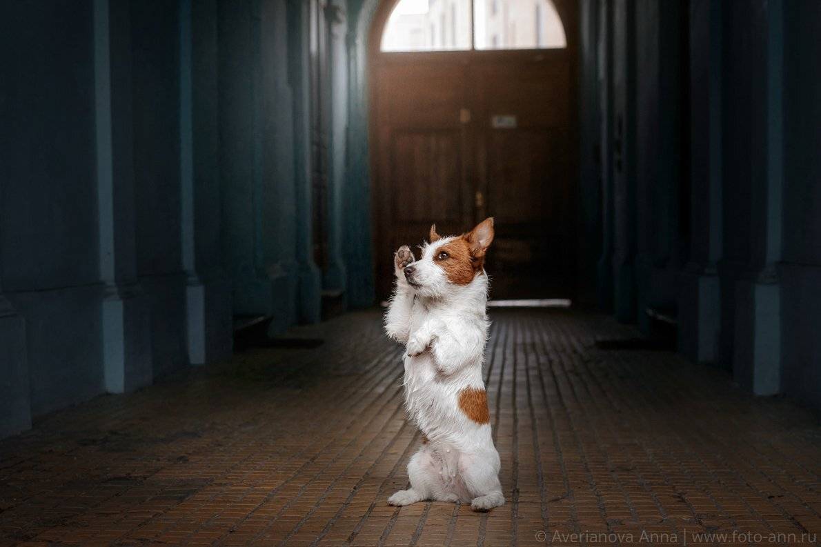 собака, джек рассел терьер, город, Анна Аверьянова