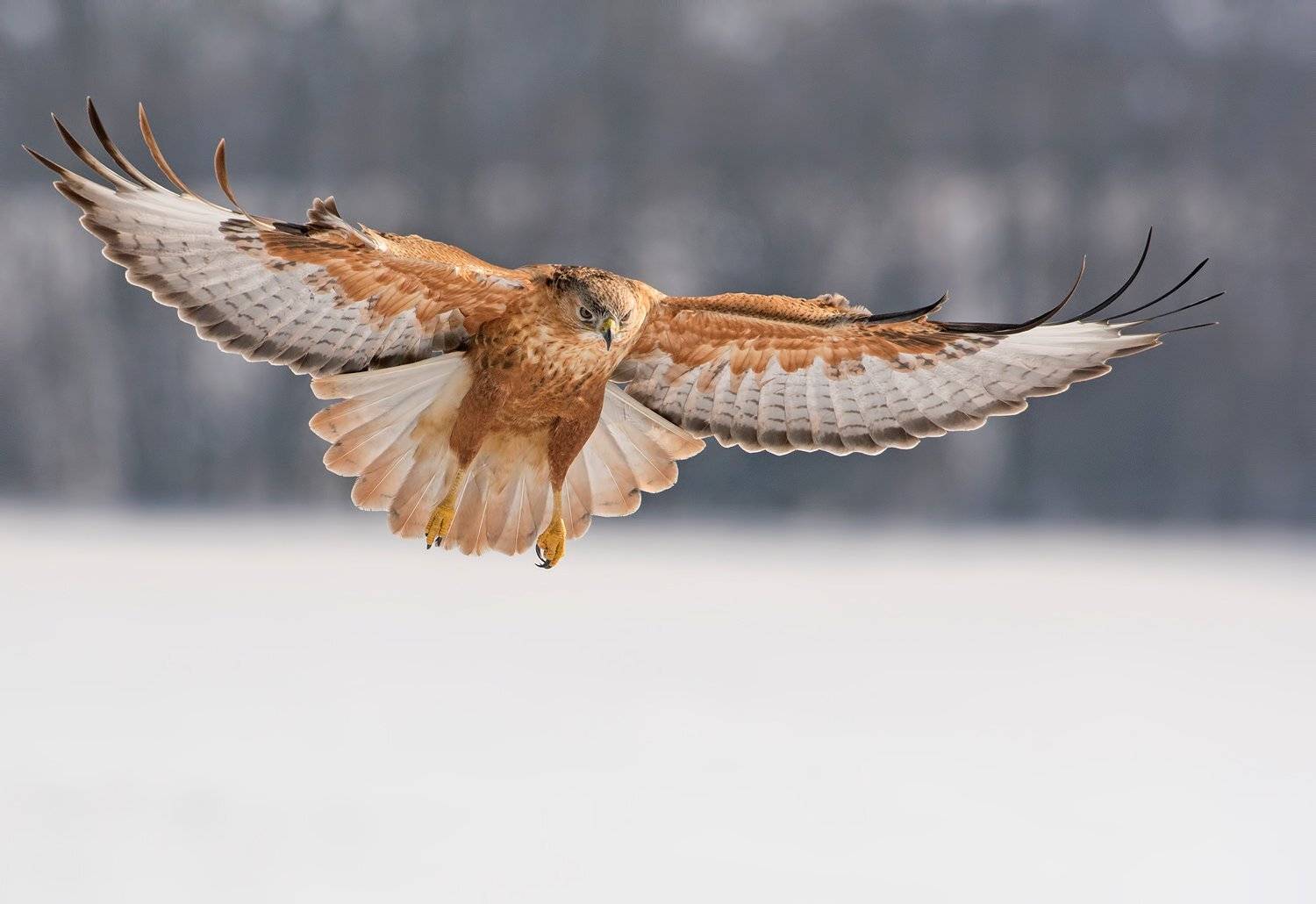 , Сергей Златков