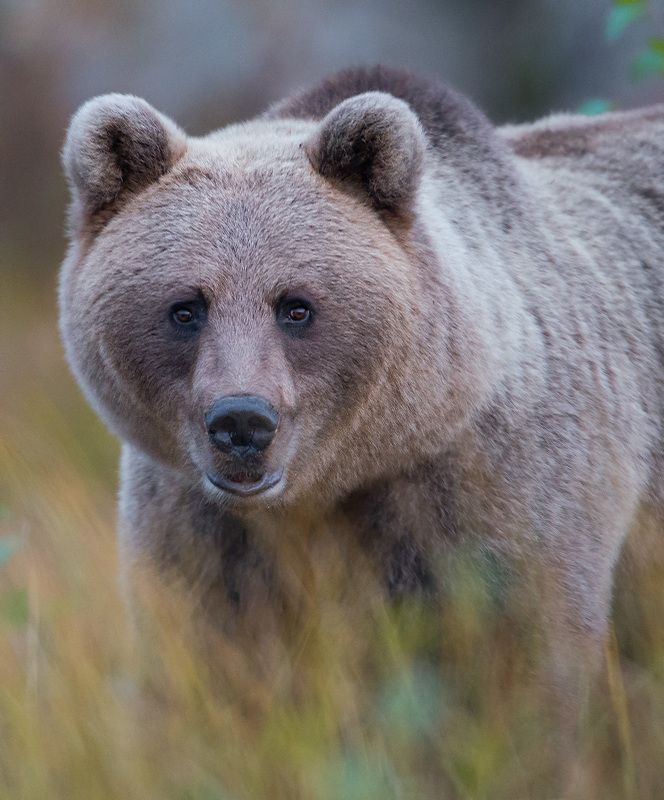 bear, finland, bokeh I see you фото превью
