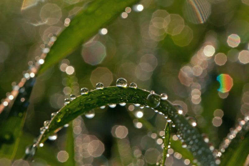 капли,макро,роса где-то в траве... фото превью