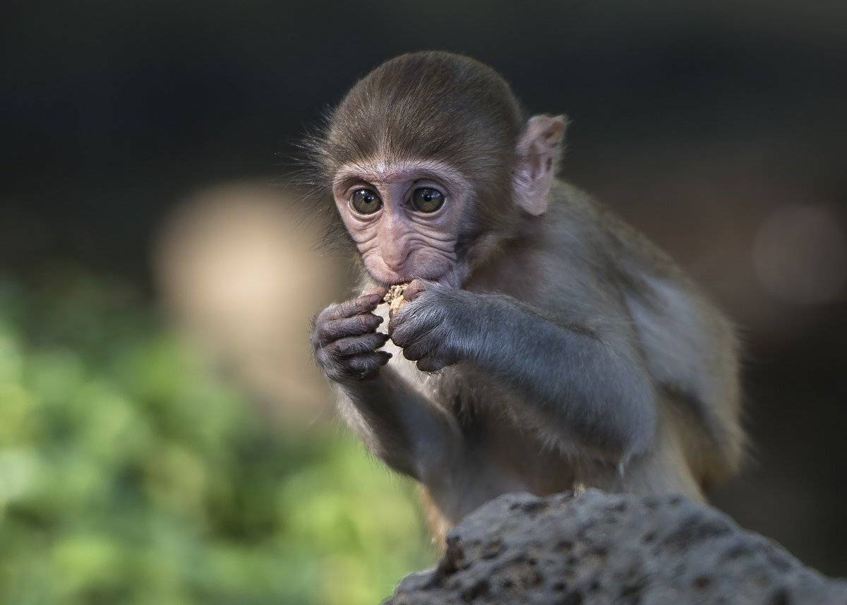 орешек, Александр Маркелов