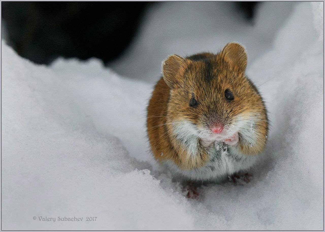 , Валерий Субачев