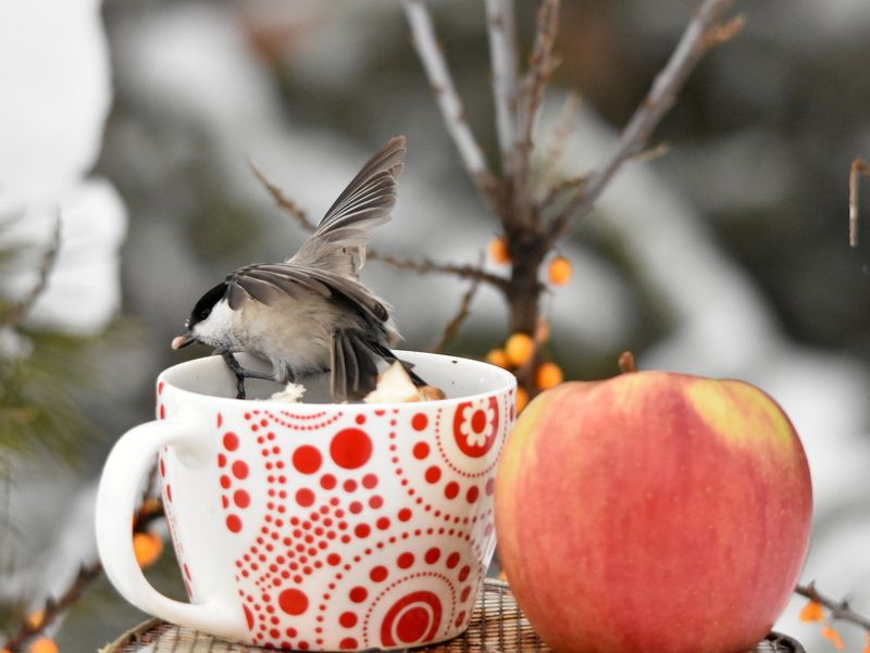 Птицы и яблоко фото превью