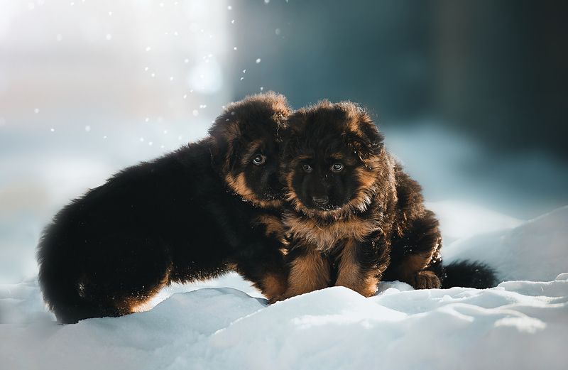 щенок, собака, немецкая овчарка Щенки фото превью