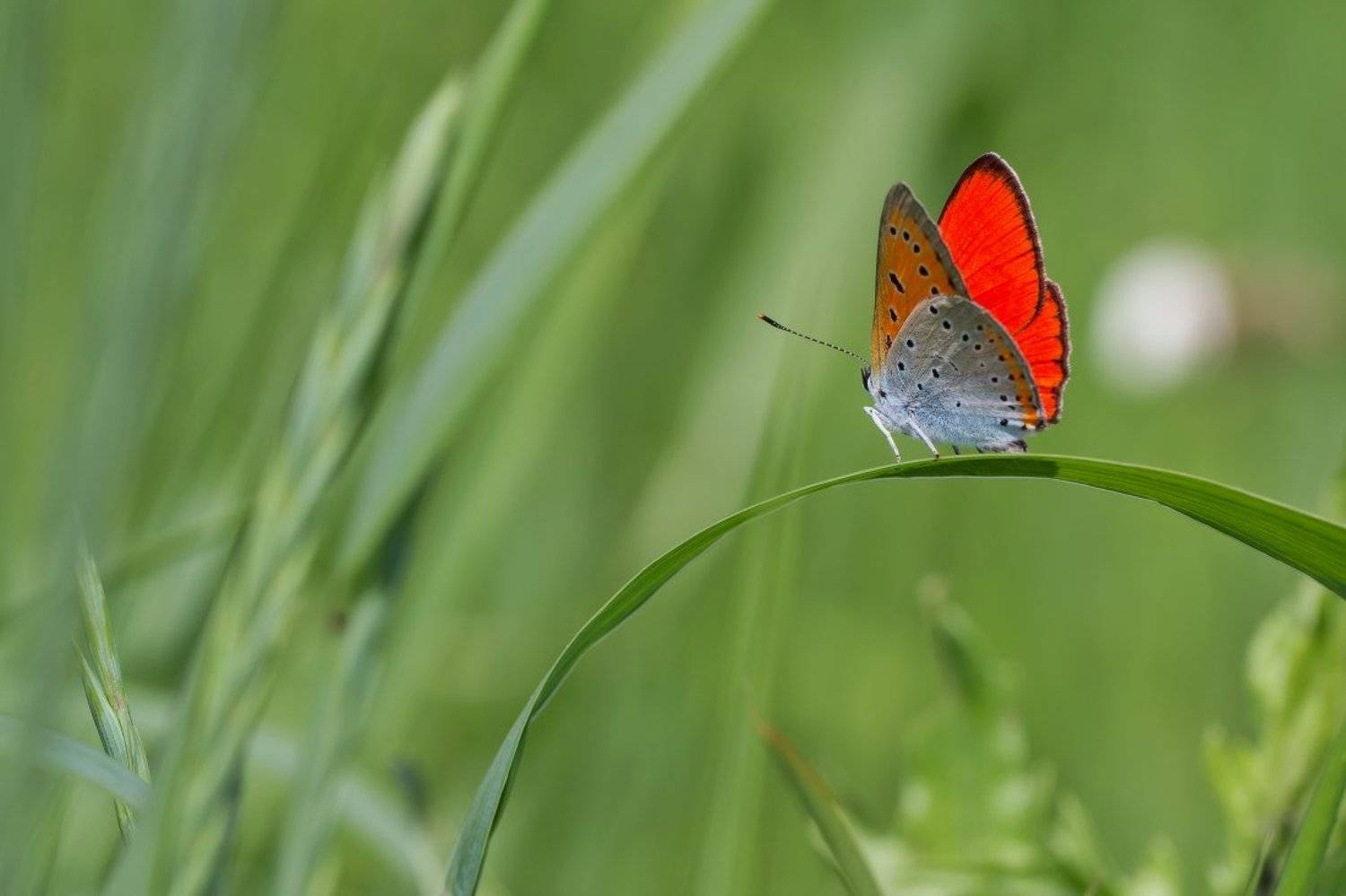 макро, Андрей Дитковский