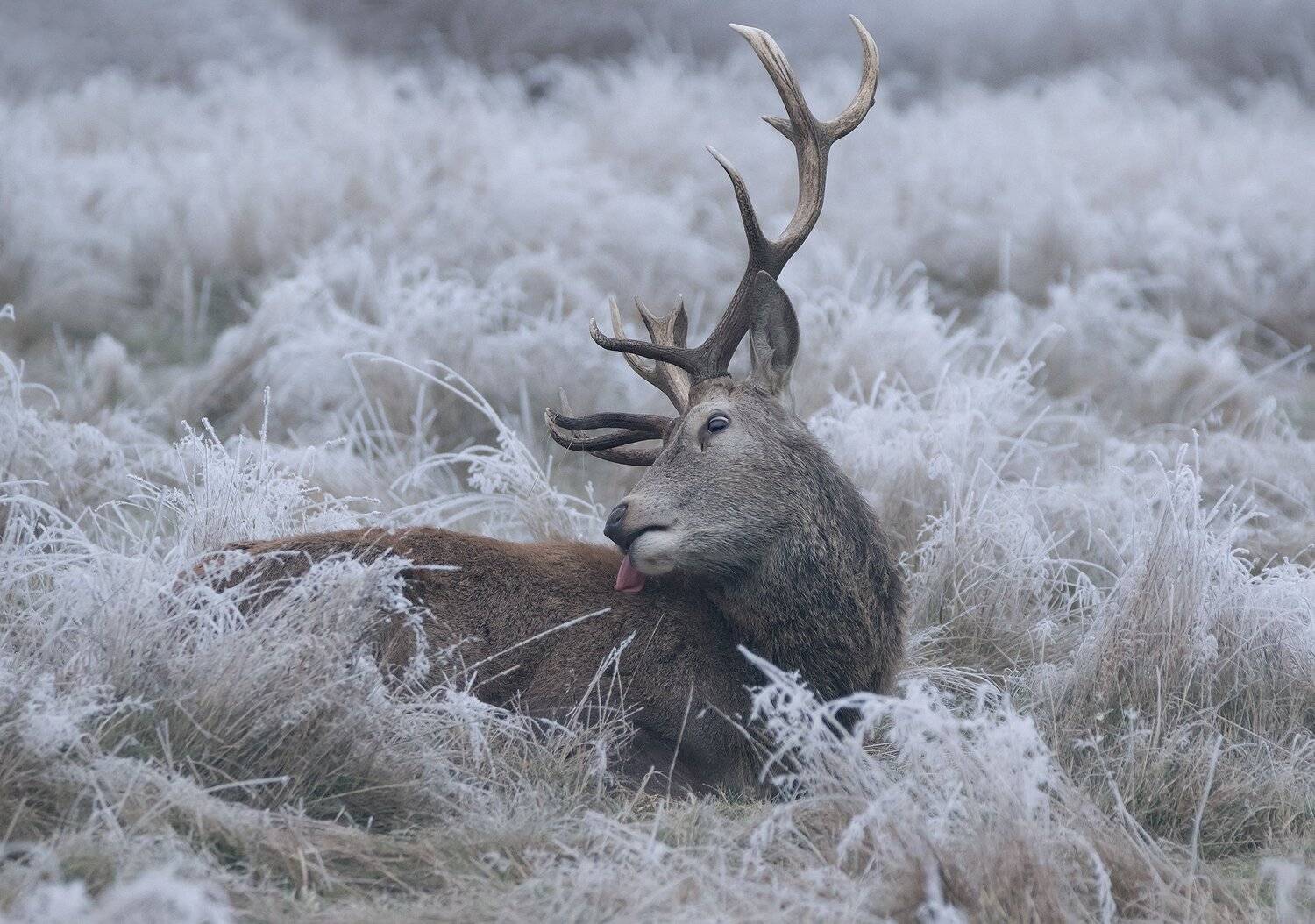 red deer, deer, winter, Maria Kula