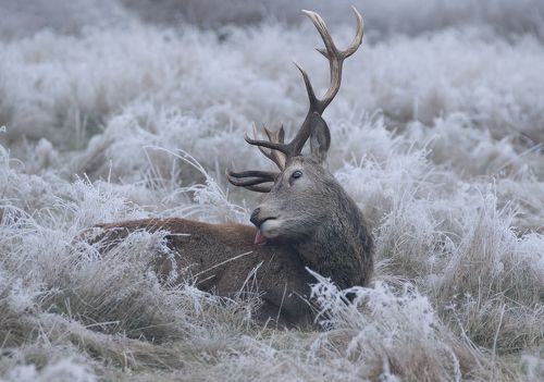 Resting in cold morning