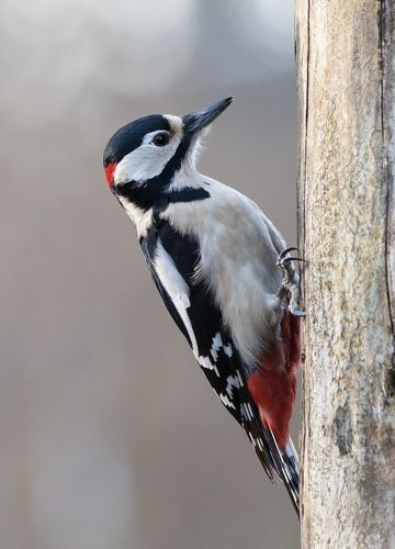 Great Spotted Woodpecker