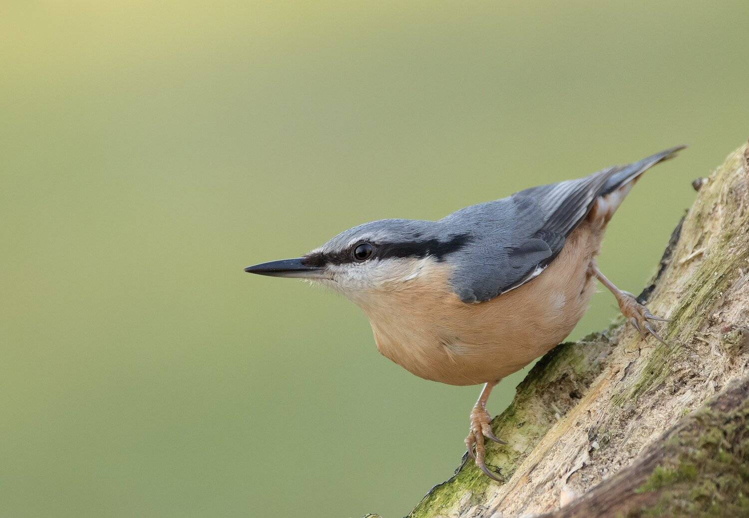 nuthatch, birds, nature, wildlife, woods, Maria Kula
