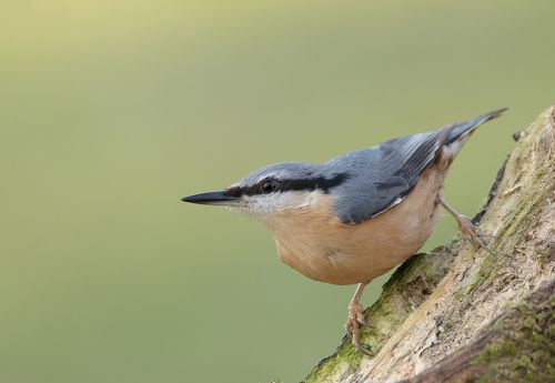 Nuthatch
