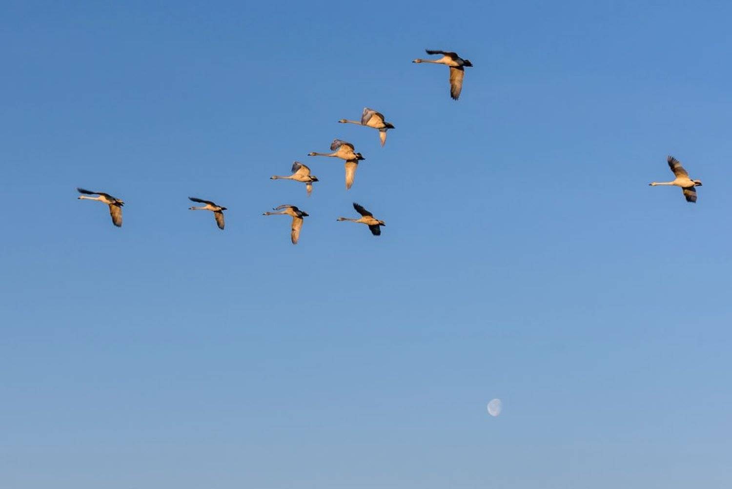 лебеди, алтай, Iri_sha