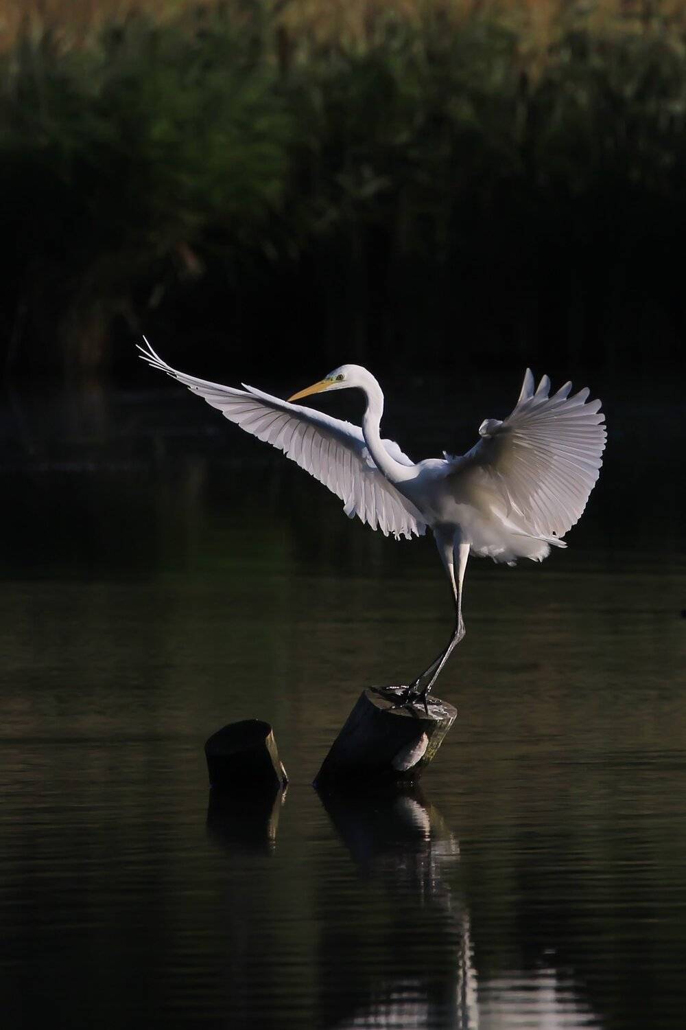 птицы харьковщины, Синянский Николай