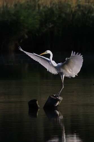 Большая белая цапля Egretta alba (Linnaeus, 1758)