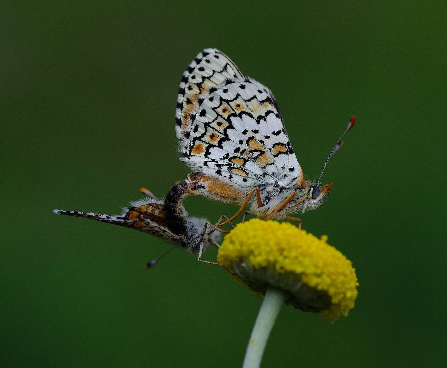 animal,nature, macro, butterfly, love, sex, , Savas Sener
