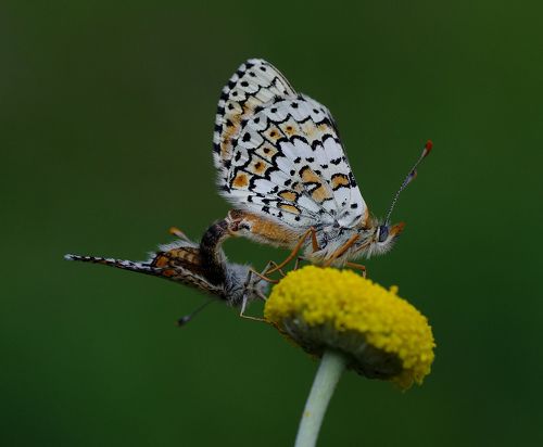 Love in nature
