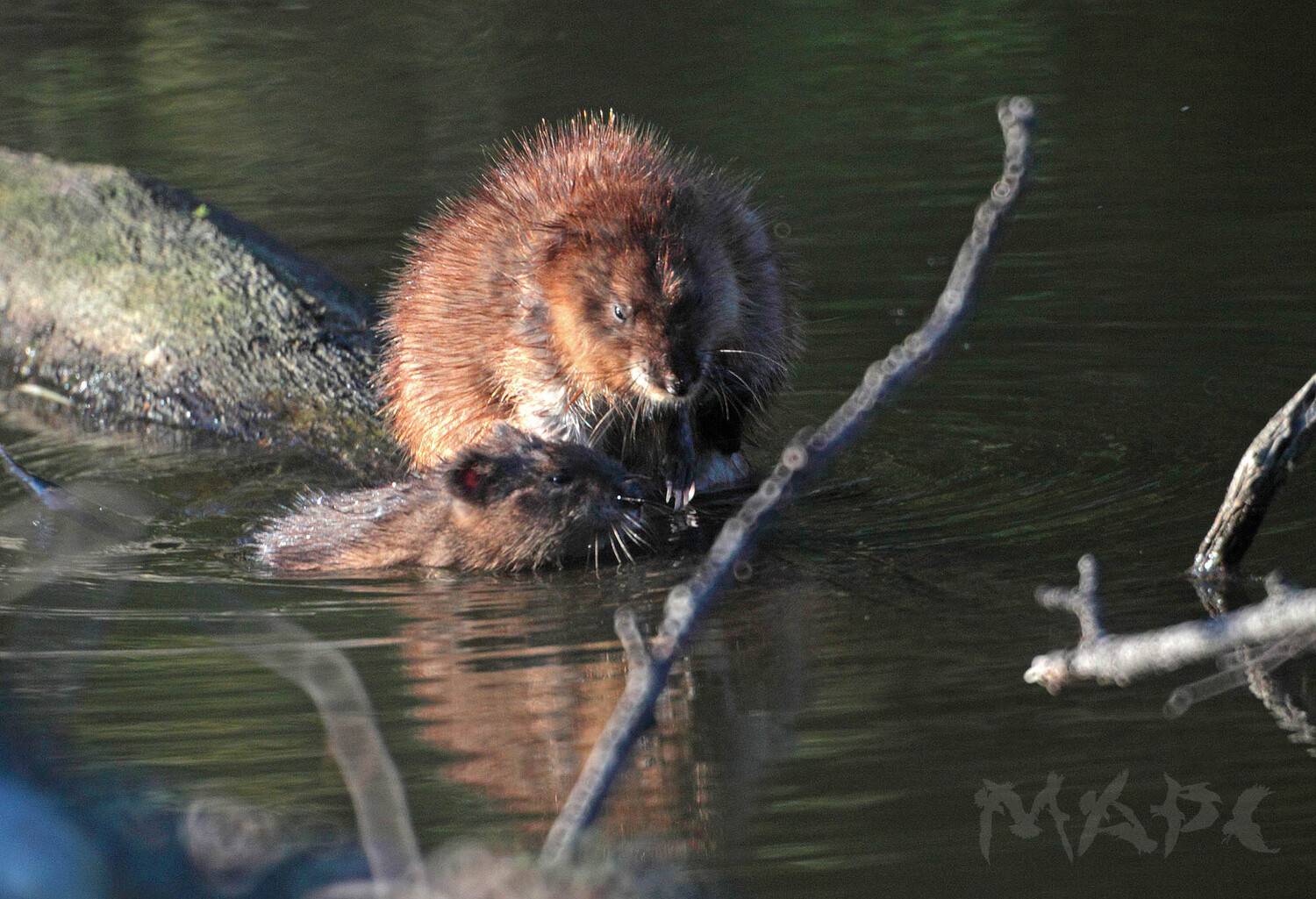 животные ондатры осень озеро семья, Шангареев Марс