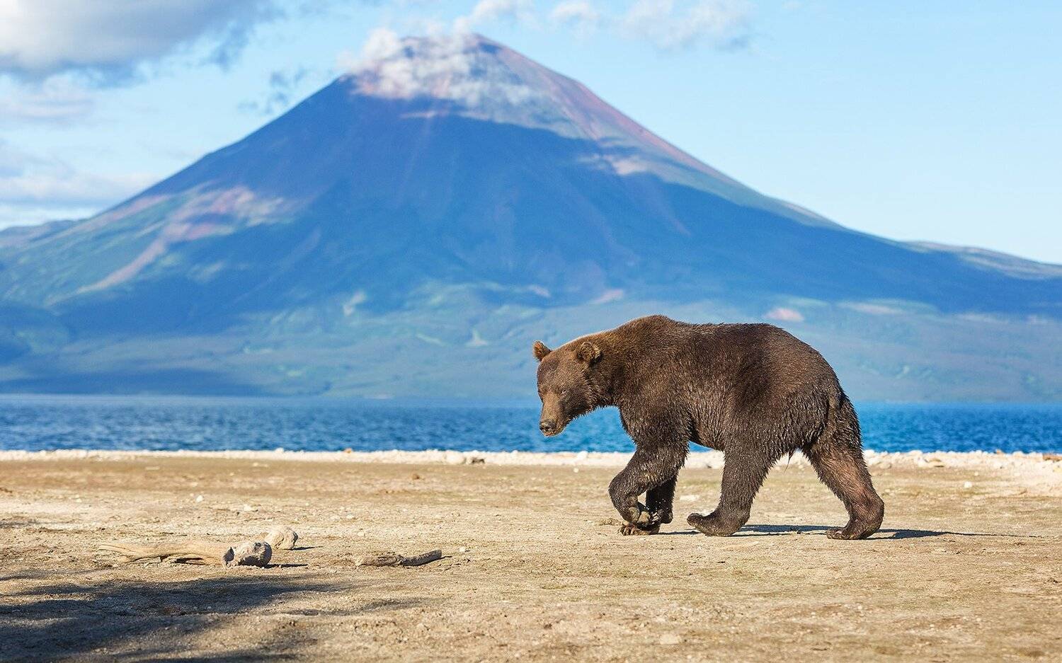 Медведь, Камчатка, Власов Егор