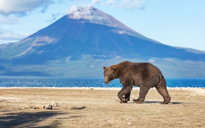 Медведь, Камчатка Черный фото превью