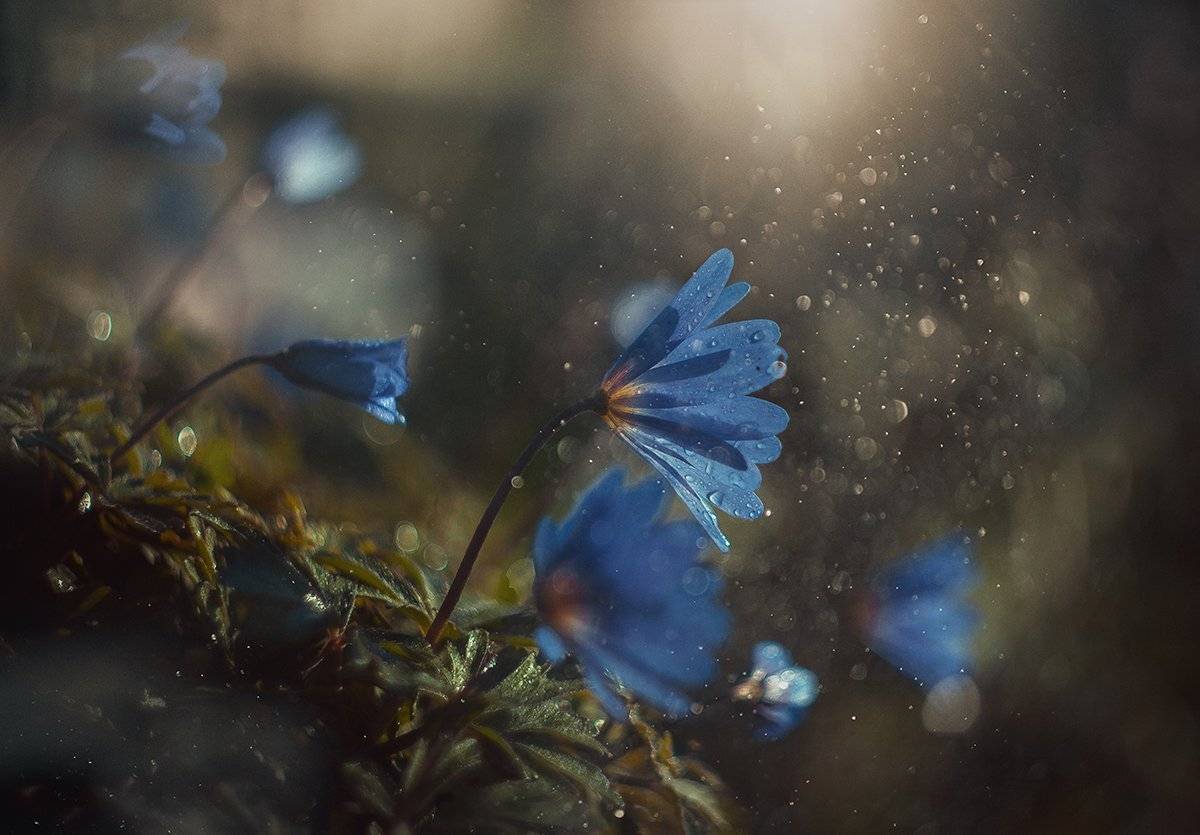 , Инна Сухова