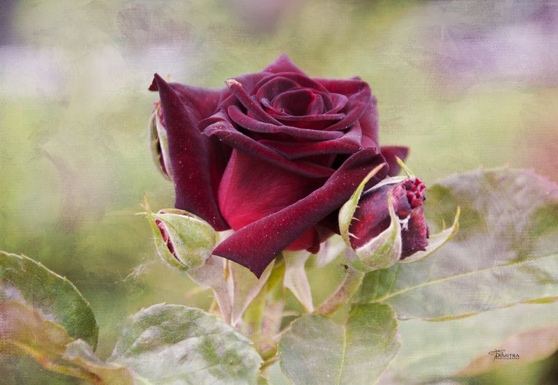 Алых роз... фото превью