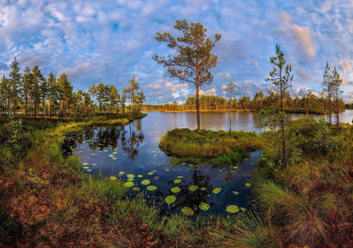 ленинградская область, болото, сосна, остров, озеро, закат, кувшинки, отражение, облака, мох., Лашков Фёдор