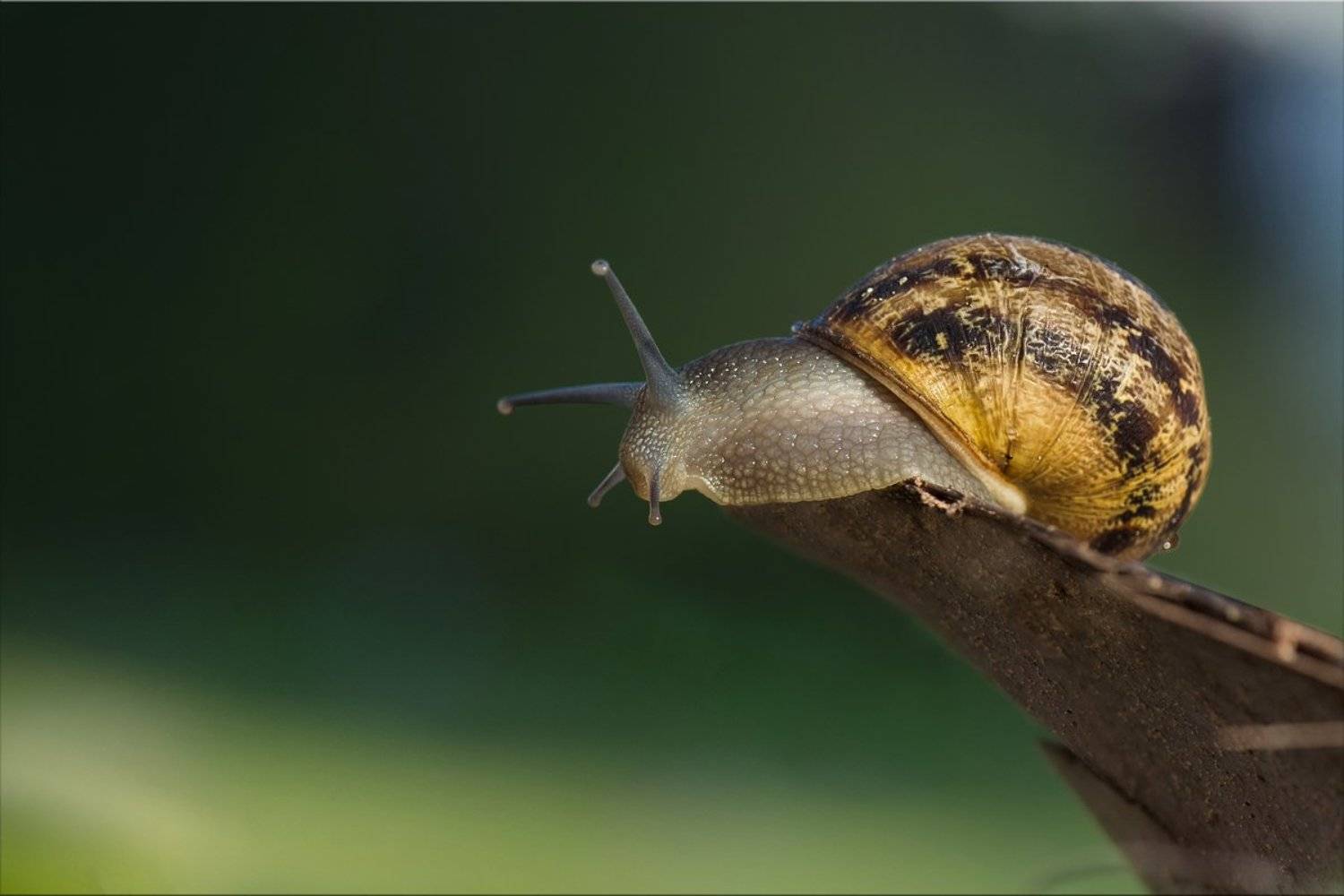 улитка, январь, Людмила Бекман