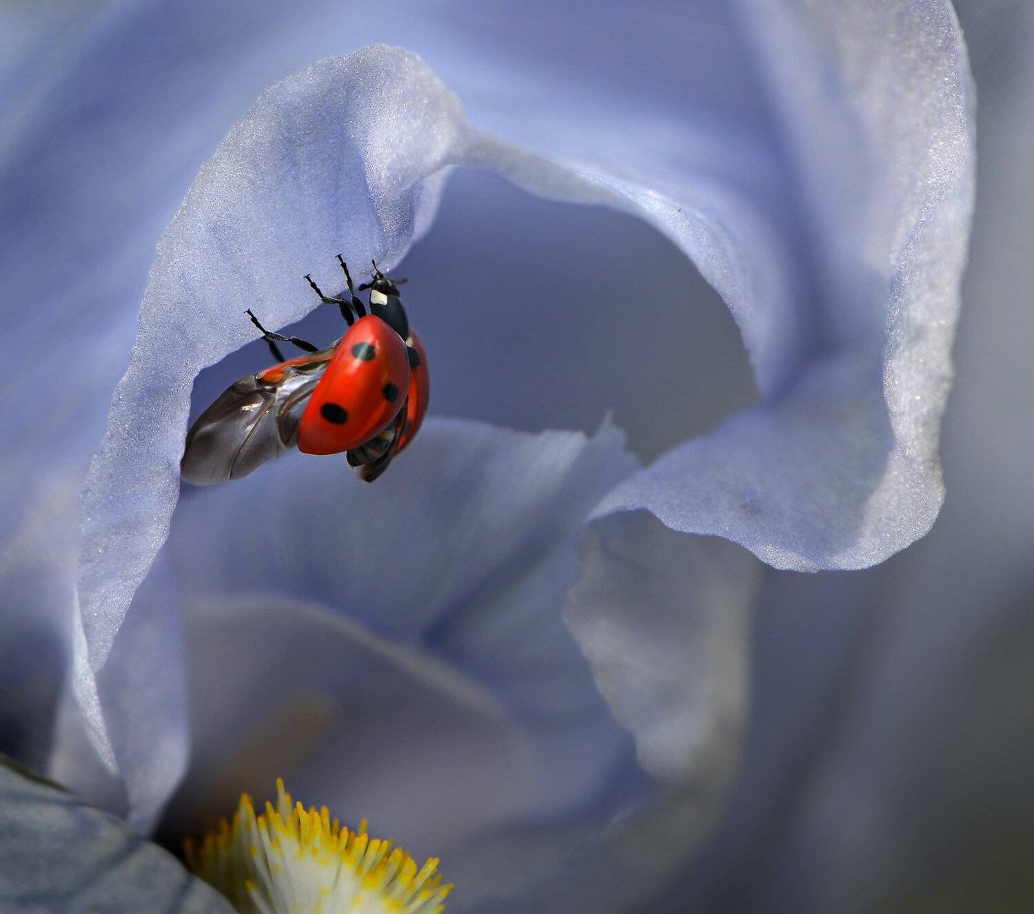 природа, макро, насекомое, божья коровка, растение, ирис,, Неля Рачкова