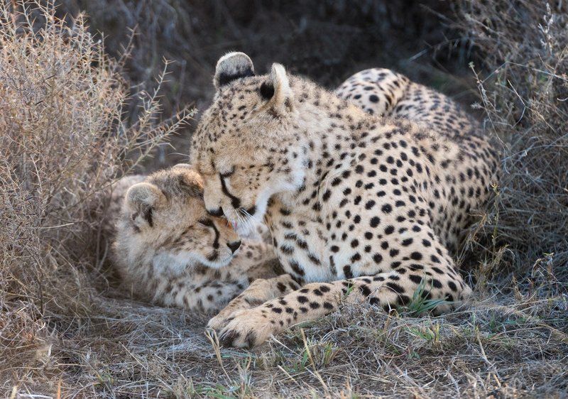 танзания Мать и дитя фото превью