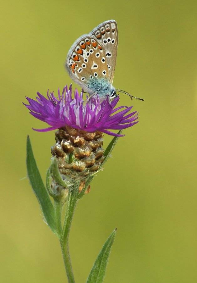 , Чепленко Алексей