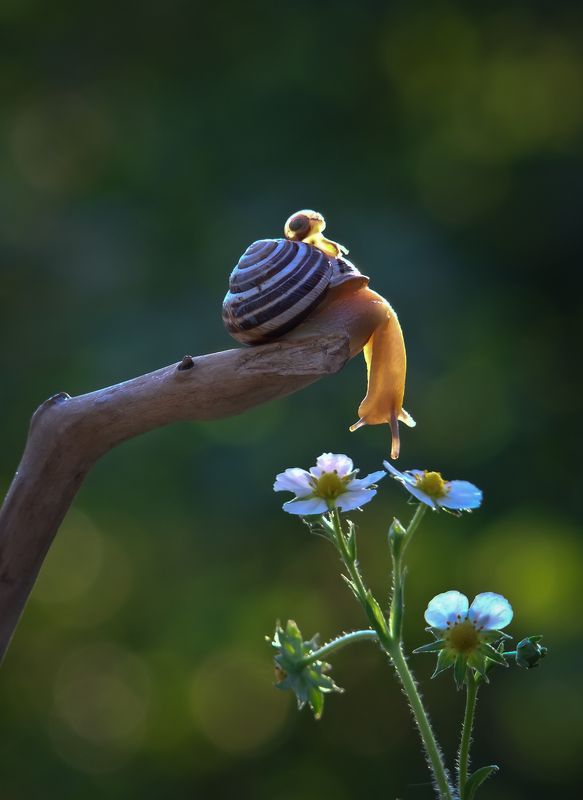 Из жизни улиток фото превью