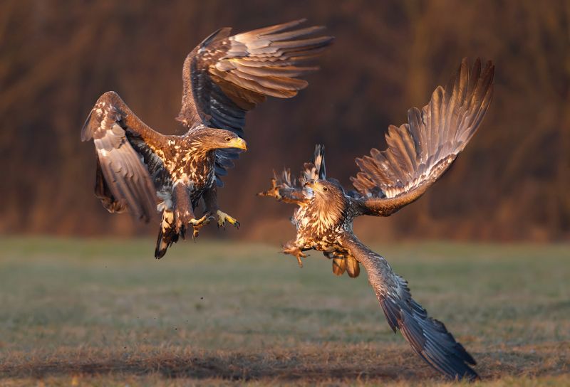 white-tailed eagle battle at sunset фото превью