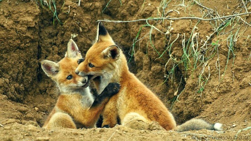 my-mriya Лисята фото превью