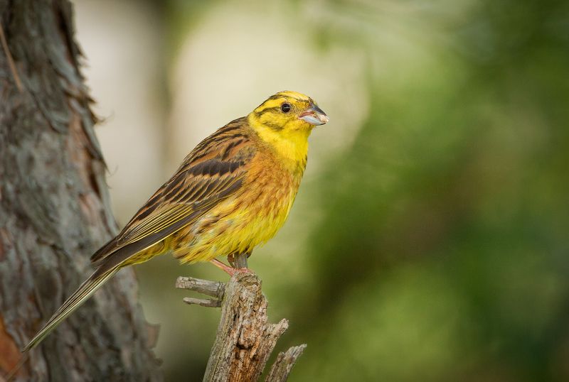Овсянка обыкновенная  фото превью