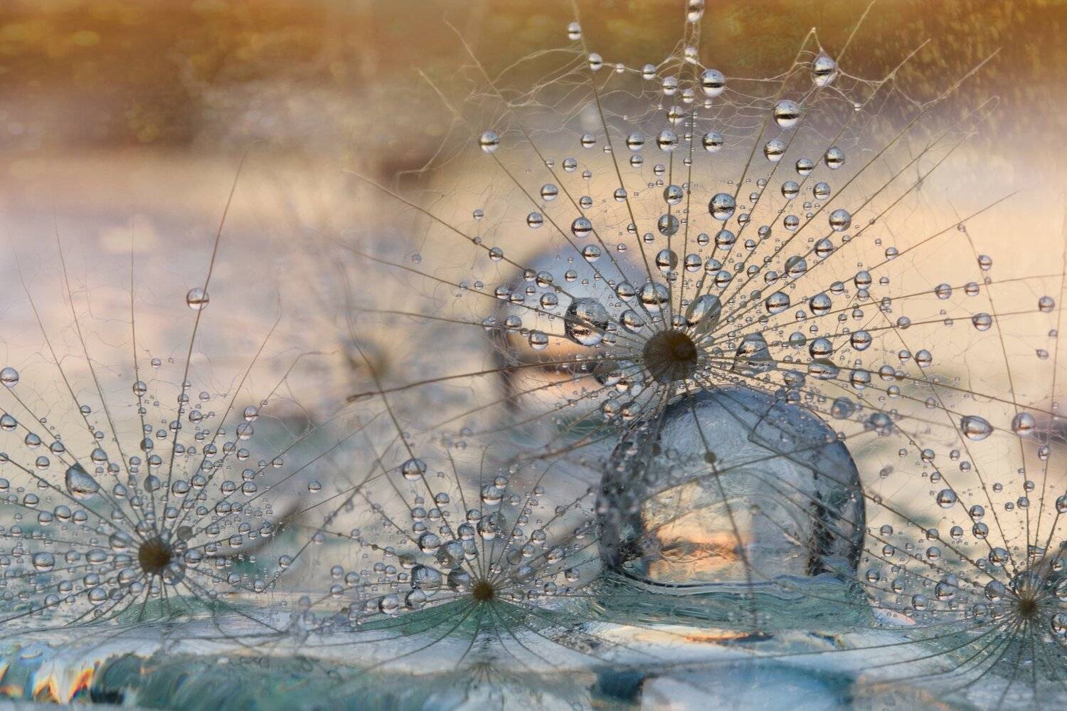 , Таня  Маркова