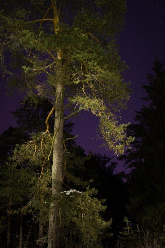 фото, Дубна, пейзаж, сосны, зима, ночь Ночные краски фото превью