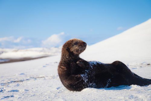 Насторожился