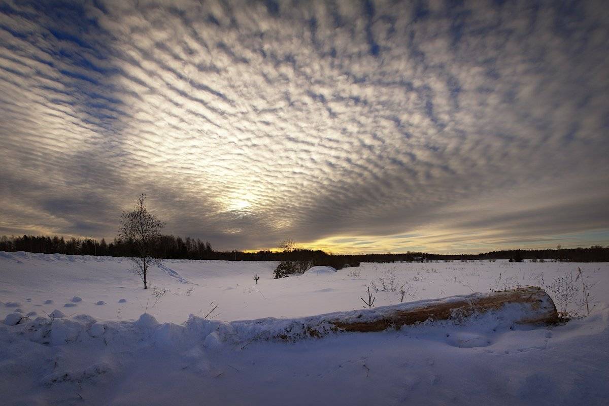 , Марина Никифорова