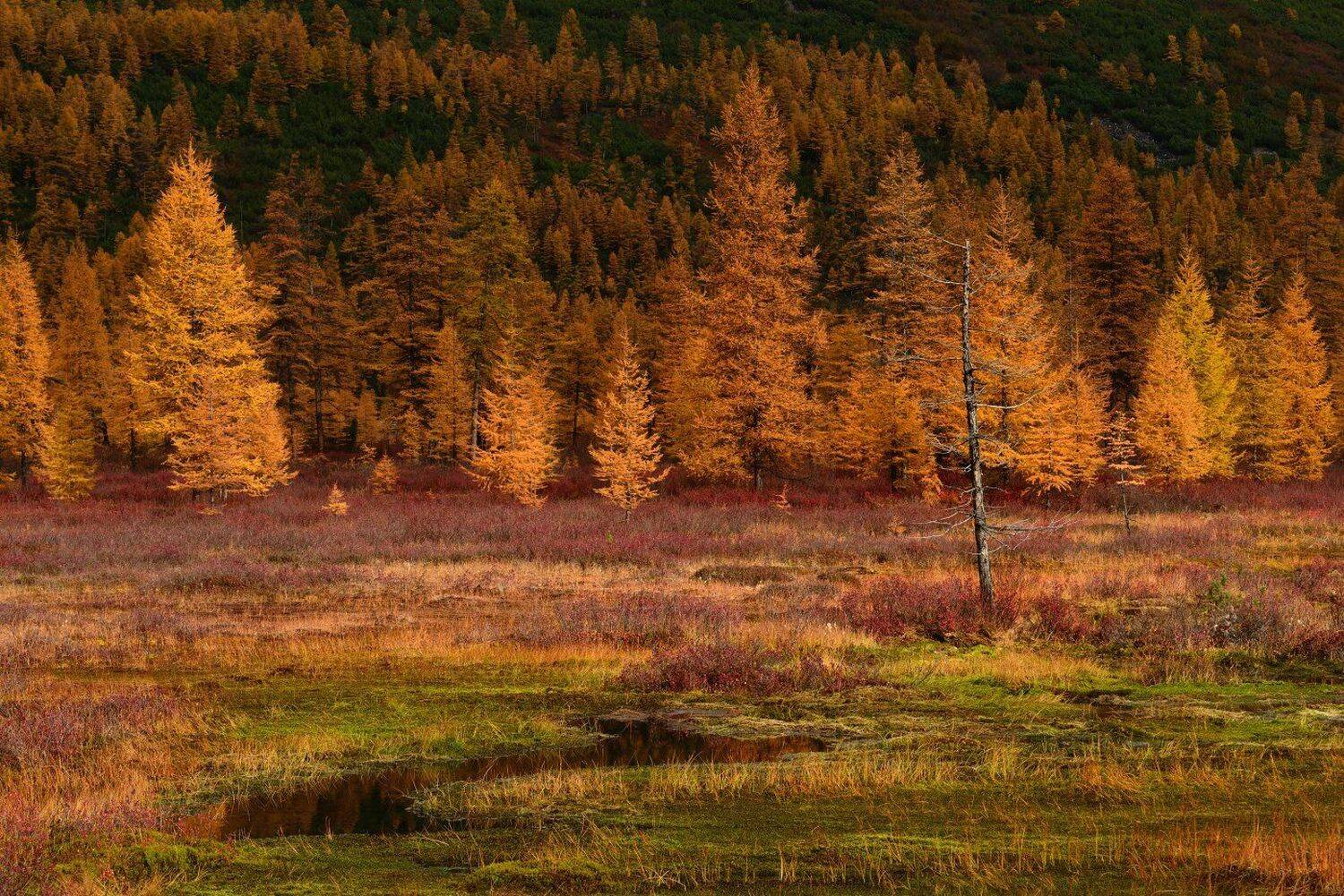, Максим Евдокимов ( www.wildphotorus.ru )