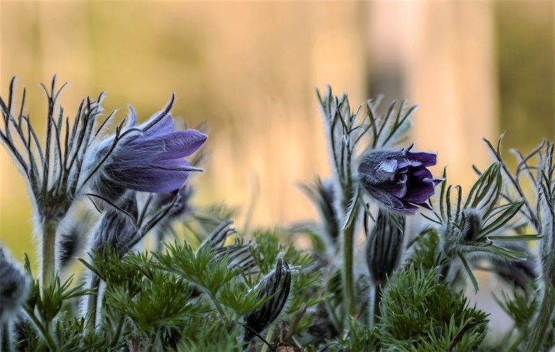 flowers,colors When the snow melts фото превью