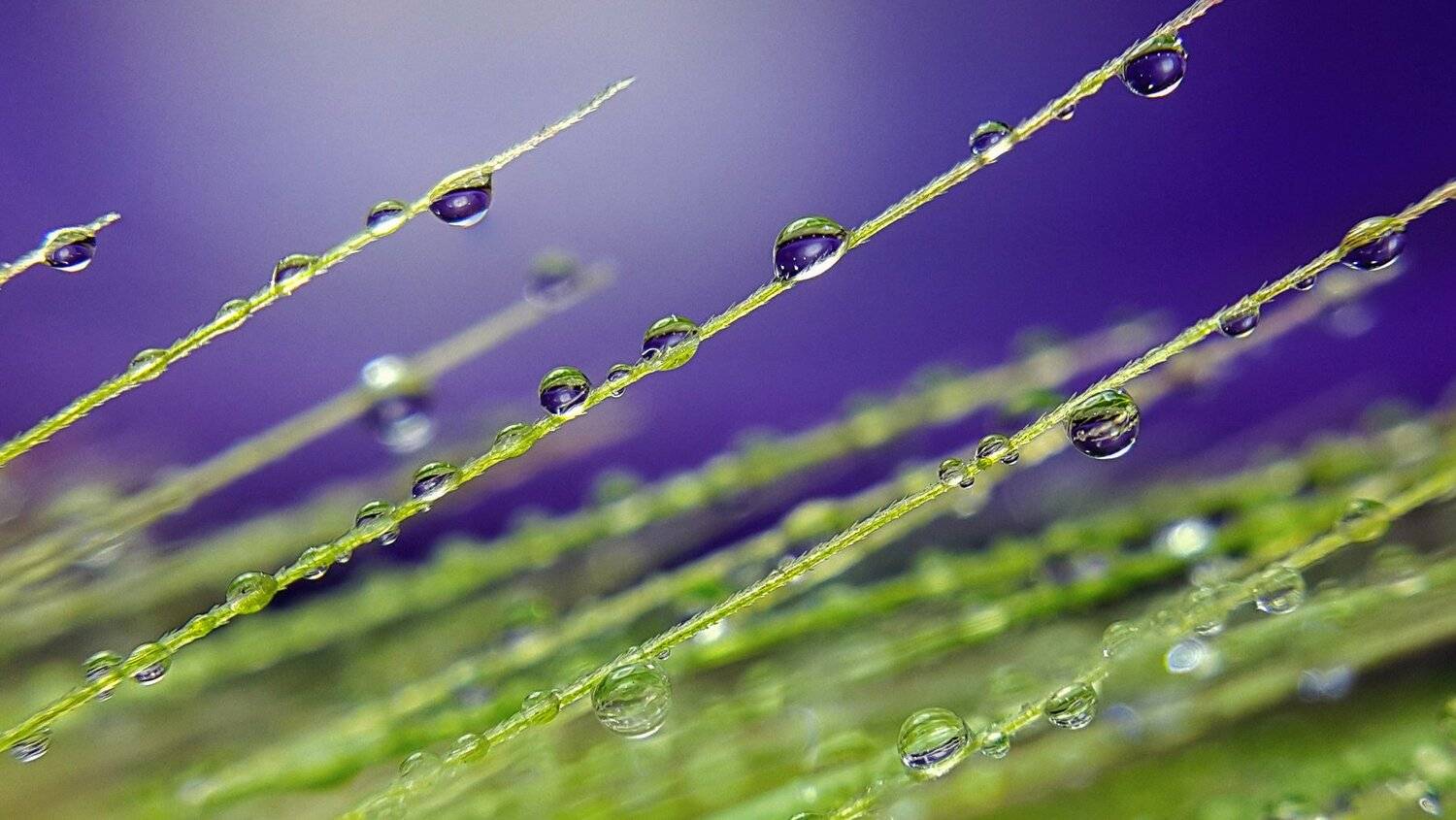 ceclii,macro,note4, Tsvetan Ganev