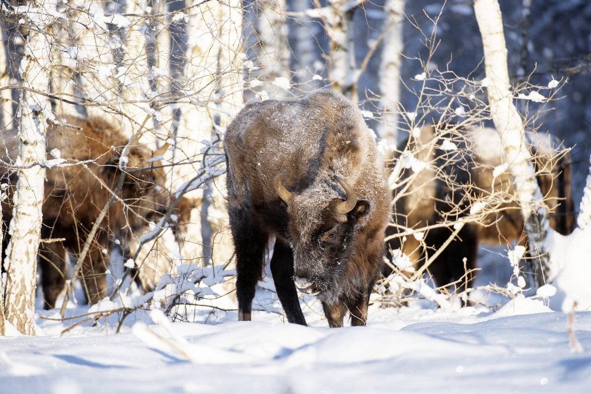 идти, Александр Маркелов