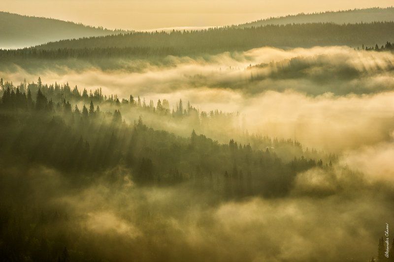 утро, туман, свет, урал, лес, тайга, пейзаж Утро фото превью