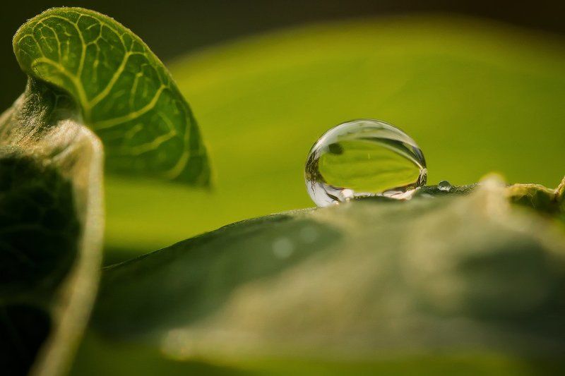 капли,макро  фото превью