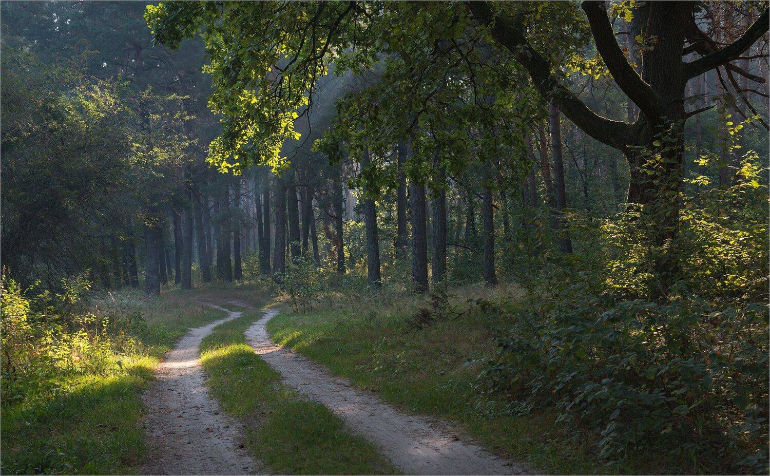 , Николай Шахманцир