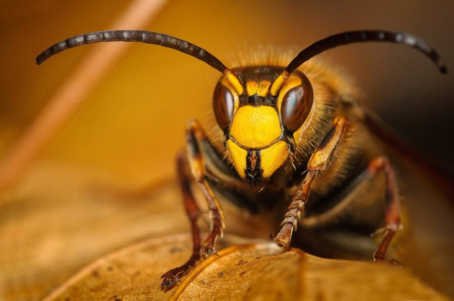 , Кузнецов Дмитрий