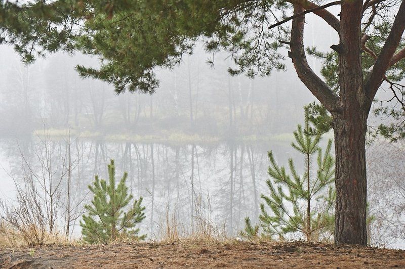 mist фото превью