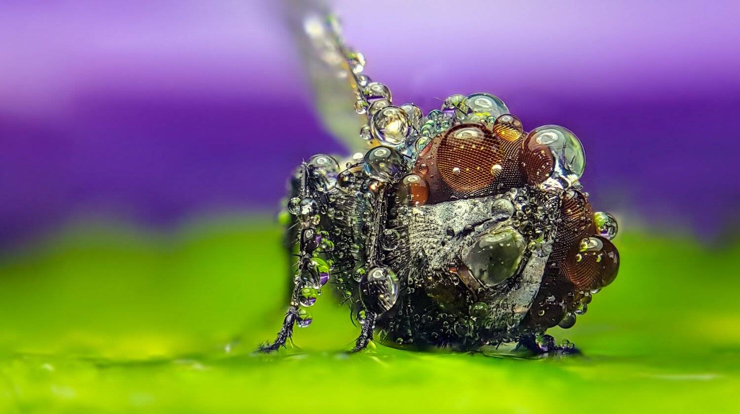 ceclii,macro,note4, Tsvetan Ganev