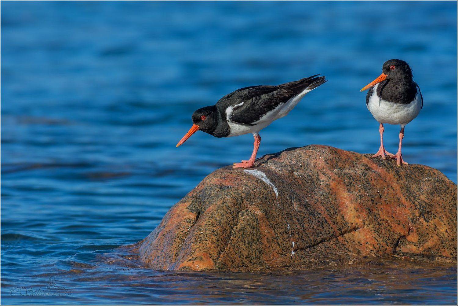 птицы, природа, haematopus ostralegus, кулик-сорока, лето, июль, 2016, мурманская область, п. рыбачий, Анна Голубева