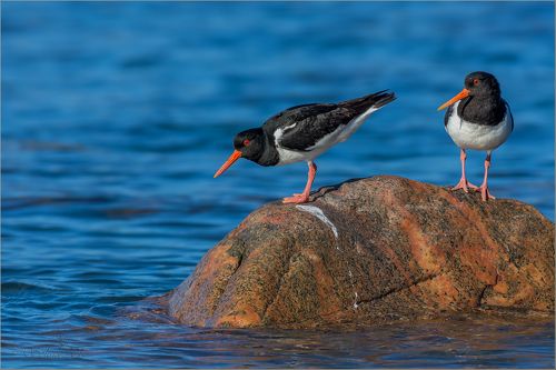 Кулик-сороки